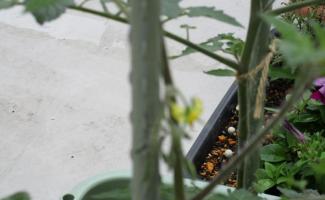 ミニトマト、次々と🌼＆実をつけてます！