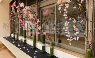 こちらの桜も綺麗ですね。