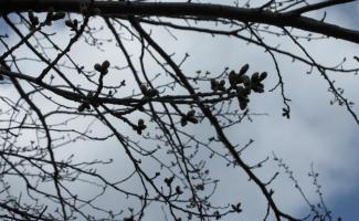 桜の蕾が膨らんできました。