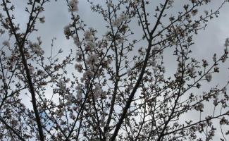 桜が咲き始めました。