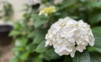 白い紫陽花がほんのり色づいてきました