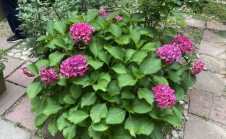 濃いピンクの紫陽花も綺麗です