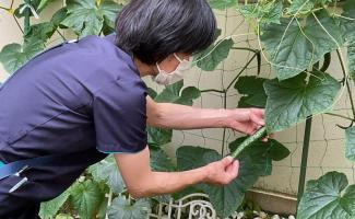 収穫も楽しいですね