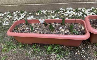 チューリップの芽がでました！