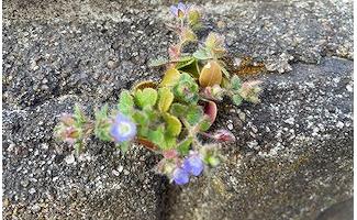 小さな青い花は咲くオオイヌノフグリ✿
