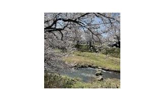 綺麗です🌸
